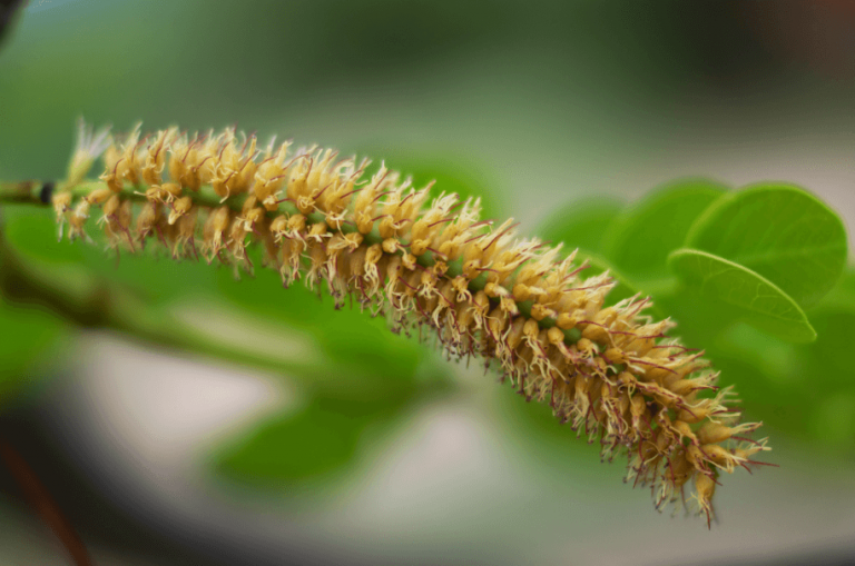 plantas daninhas no pasto