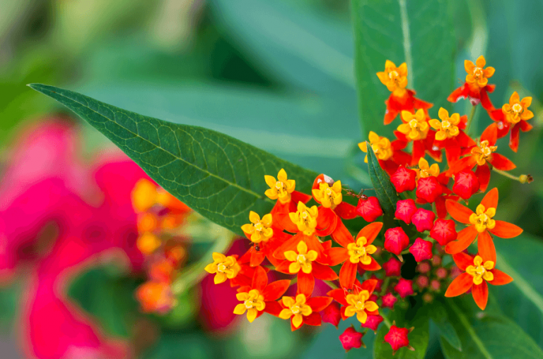 plantas daninhas no pasto