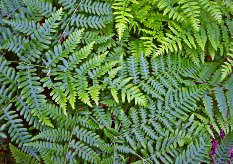 plantas daninhas no pasto