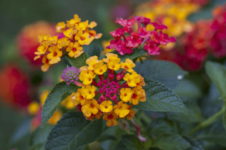 plantas daninhas no pasto