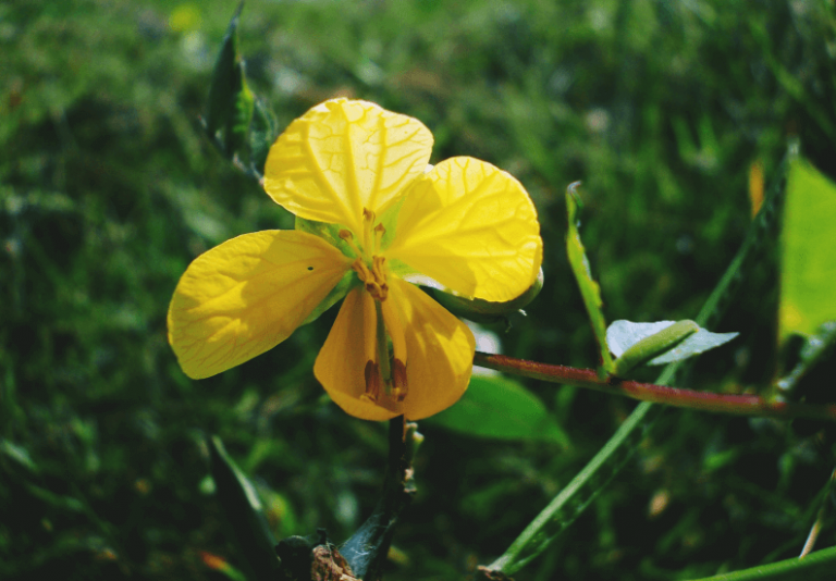 plantas daninhas no pasto