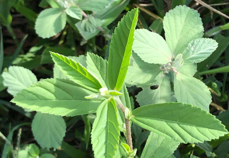 plantas daninhas no pasto