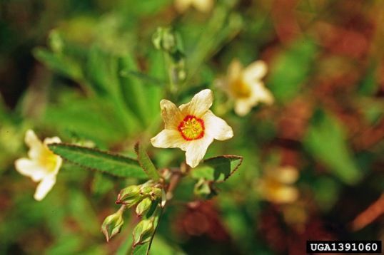 mata-pasto, ou vassourinha, (Sida rhombifolia)