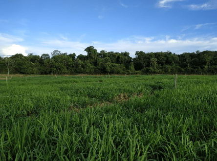 Panicum rotacionado, corrigido e adubado.