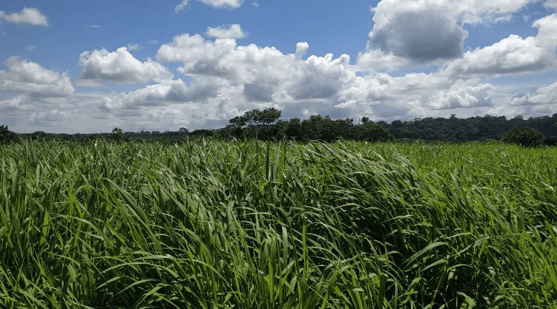 Panicum rotacionado e com adubação moderada.