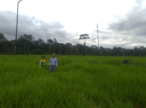 Área recém dividida para iniciar manejo em rodízio e sem correção.