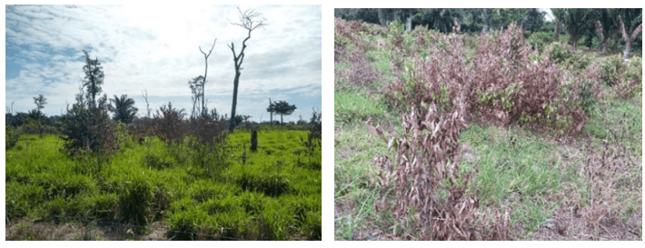 Controle da juquira com herbicida em áreas de pastagens da região Norte.