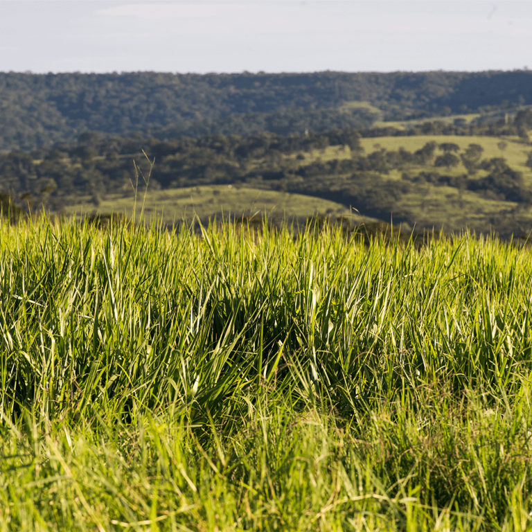 pasto bom ou ótimo, que se encontra em uma situação que necessita apenas de uma eventual manutenção