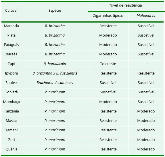 Cultivares e seus níveis de resistência às cigarrinhas que atacam pastagem. 