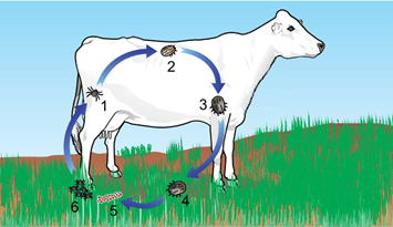 Ciclo de vida do carrapato-do-boi.