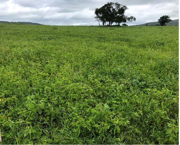 Eficácia e economia são as principais vantagens dos produtos com a Tecnologia Ultra-S apontadas pelo pecuarista André Tolentino, da Fazenda Cachoeira, localizada em Pai Pedro (MG).