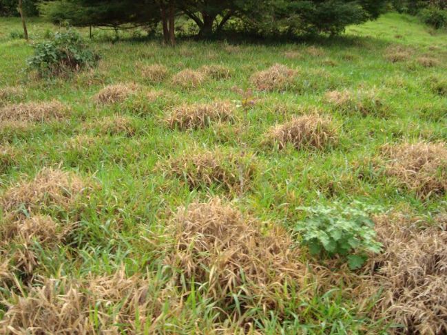 Área atacada por cigarrinhas